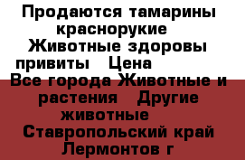 Продаются тамарины краснорукие . Животные здоровы привиты › Цена ­ 85 000 - Все города Животные и растения » Другие животные   . Ставропольский край,Лермонтов г.